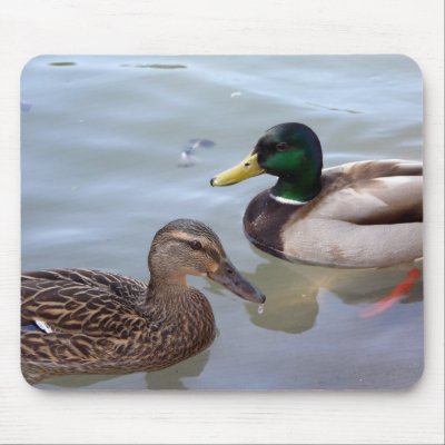 Ducks on a Pond Mousepad by ashale8