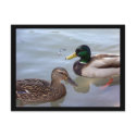 Ducks on a Pond Postcard