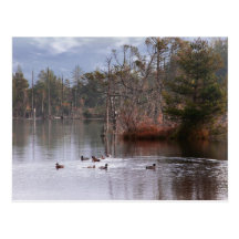 Ducks On Empire Lake Post Cards