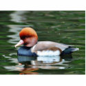 Ducks photo sculptures
