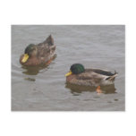 Ducks Postcard