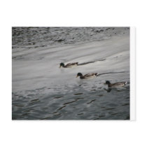 Ducks Post Cards