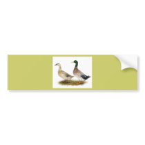 Ducks:  Silver Welsh Harlequin