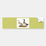Ducks:  Silver Welsh Harlequin Bumper Sticker