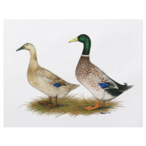 Ducks:  Silver Welsh Harlequin