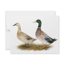 Ducks:  Silver Welsh Harlequin