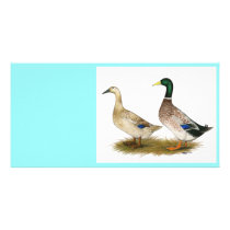 Ducks:  Silver Welsh Harlequin