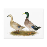 Ducks:  Silver Welsh Harlequin postcards
