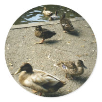 Ducks Stickers