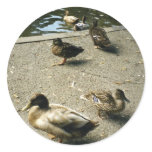 Ducks stickers
