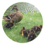 Ducks Stickers