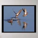 Ducks Taking Off Print