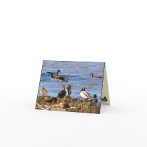 Ducks Watching Geese Thank You