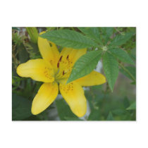 Duet in Yellow and Green Post Card