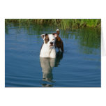 Duke in Pond cards