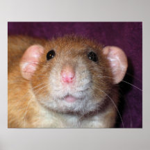 Dumbo Rat Poster