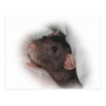 Dumbo rat wanna play? postcards