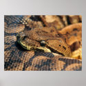 Dumerils Ground Boa posters
