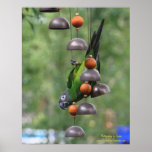 Dusky Conure Upside Down Poster Print