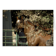 Dusty, Quarter Horse Stallion Greeting Cards
