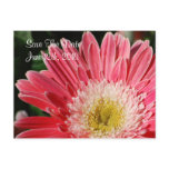 Dusty Rose Gerbera Save The Date  Postcard