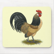 Dutch Bantam:  Blue Quail Rooster