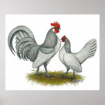 Dutch Bantam:  Self Blue posters