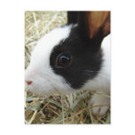 Dutch Bunny Postcards