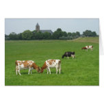 Dutch Cows in Dutch Green Meadow Church Photo Card