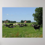 Dutch Cows in Meadow Farm Poster posters
