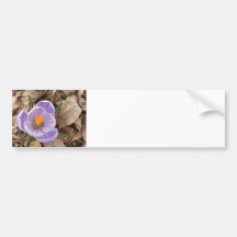 Dutch Crocus Flower first sign spring Bumper Stickers