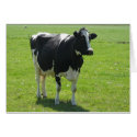 Dutch Frisian cow in green meadow cards