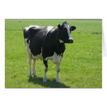 Dutch Frisian cow in green meadow cards