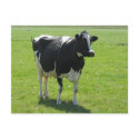 Dutch Frisian cow in green meadow postcards