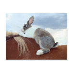 Dutch rabbit riding a horse postcard