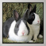 Dutch rabbits large canvas photo posters