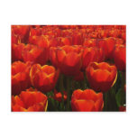 Dutch tulips postcards