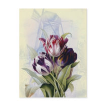 Dutch Tulips Postcards