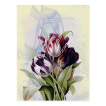 Dutch Tulips Postcards