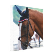 Dutch Warmblood Horse Canvas Print
