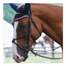 Dutch Warmblood Horse Invitations