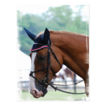 Dutch Warmblood Horse Postcard