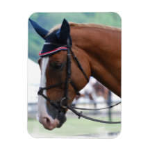 Dutch Warmblood Horse Premium Magnet