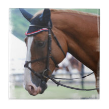 Dutch Warmblood Horse Tile