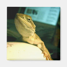 Dwarf Bearded Dragon magnet