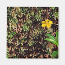 Dwarf Cinquefoil Refrigerator Magnets