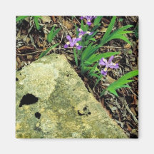 Dwarf crested iris magnet