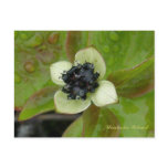 Dwarf Dogwood Blossom, Unalaska Island postcards