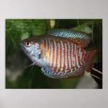 Dwarf Gourami - Colisa lalia Print