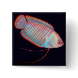 Dwarf Gourami Tropical Fish Pin buttons